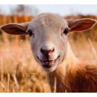 smiling lamb