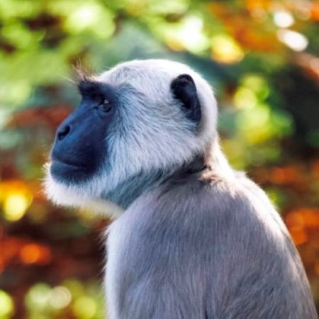 elder monkey